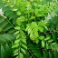Picture of Curry Leaves (Karapincha) DEHYDRATED